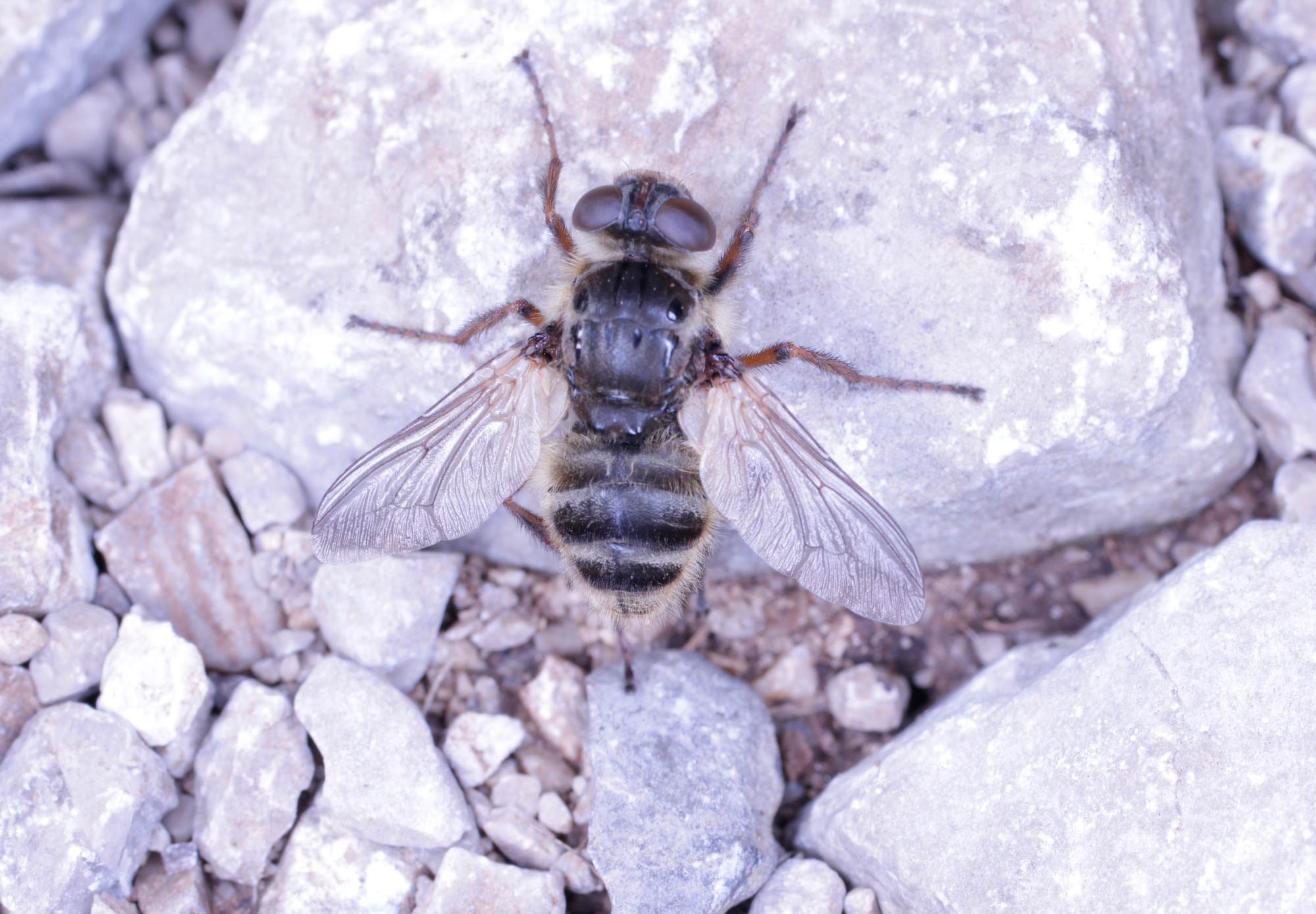 Diptera strano da identificare: Oestridae: cfr. Hypoderma sp.